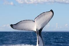 Winter Whale Cruise